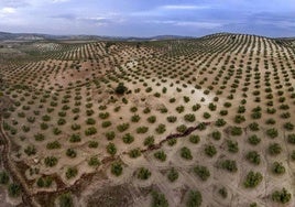 Imagen panorámica, de archivo, del paisaje del olivar jienense