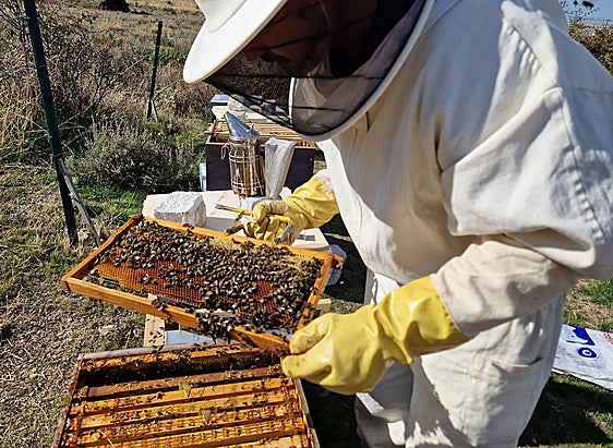 Un profesional con un traje de protección revisa el estado de uno de los enjambres de sus colmenas.