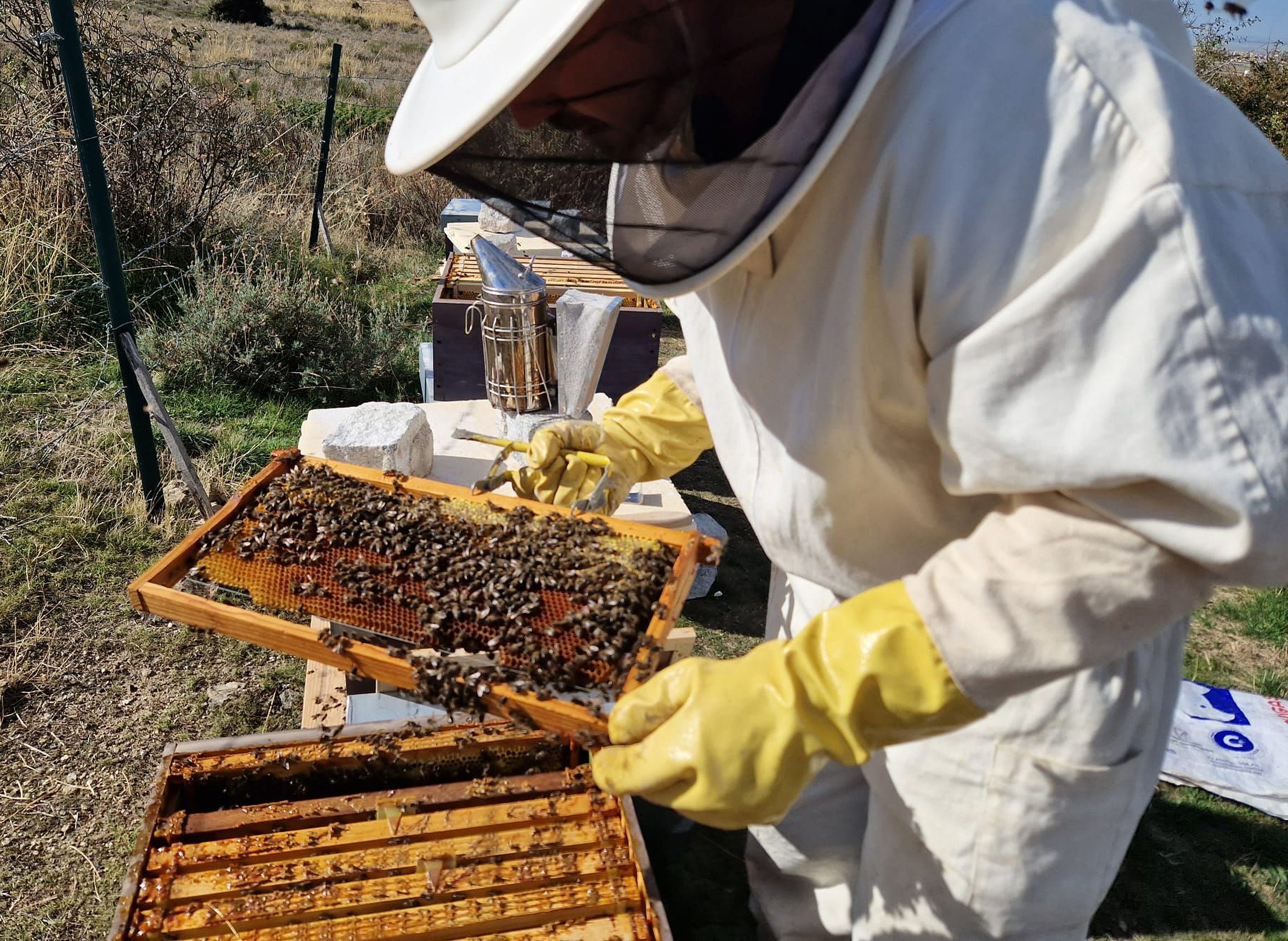 Un profesional con un traje de protección revisa el estado de uno de los enjambres de sus colmenas.