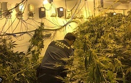 La Guardia Civil desarticula cinco centros de producción de marihuana en Granada