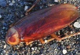 Ejemplar de cucaracha americana, con presencia en Jaén.