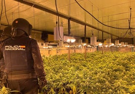Intervienen cerca de 500 plantas de marihuana y dos enganches eléctricos en Gérgal