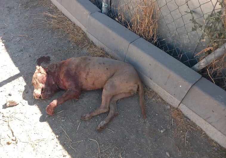 Cadáver del perro que murió en la pelea con su compañero.