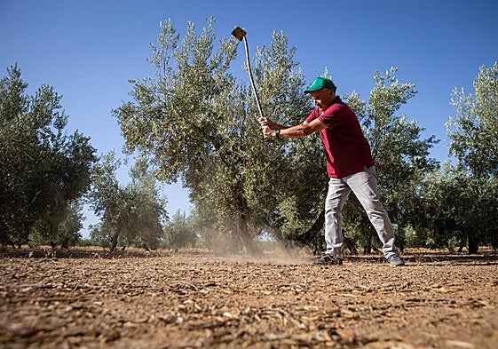 Trabajos en una finca de olivar.