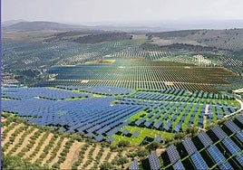 imagen de archivo de una zona de olivar utilizada para instalar planta de placas solares.