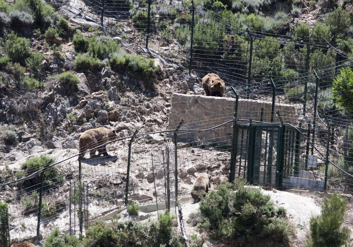 Algunos osos en una imagen de archivo del recinto, que albergó 150 animales