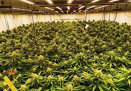 La Guardia Civil interviene 2.248 plantas de marihuana en La Puebla de Vícar y detiene a tres personas 