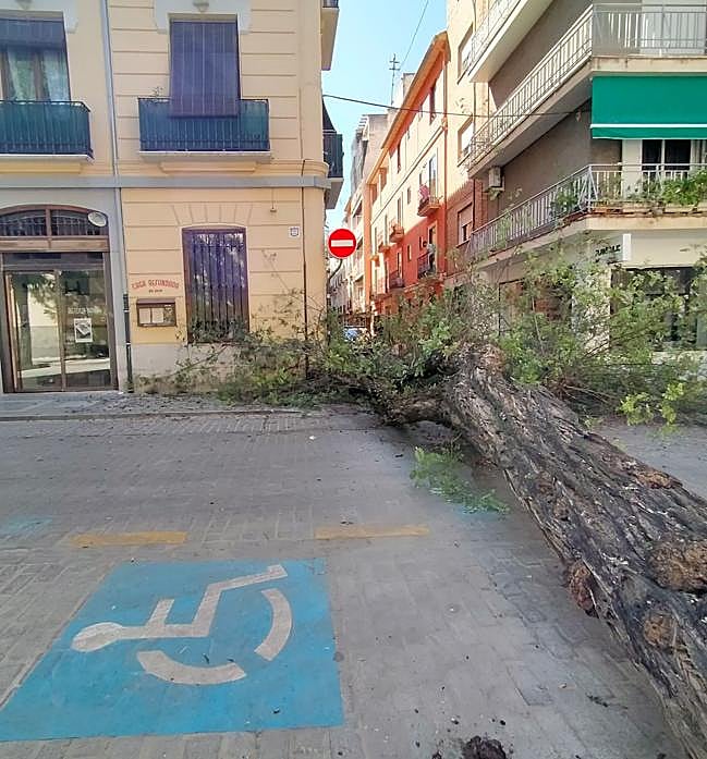 El árbol que cayó en mayo.