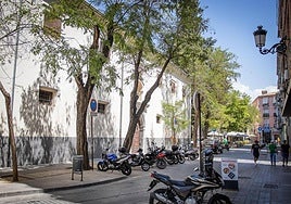 Árboles inclinados junto al Jardín Botánico.