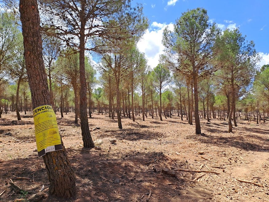 Trabajos de limpieza y clareo en el Parque Natural de Sierra Nevada en la zona de Los Llanos de Monachil, en la primavera de 2023.