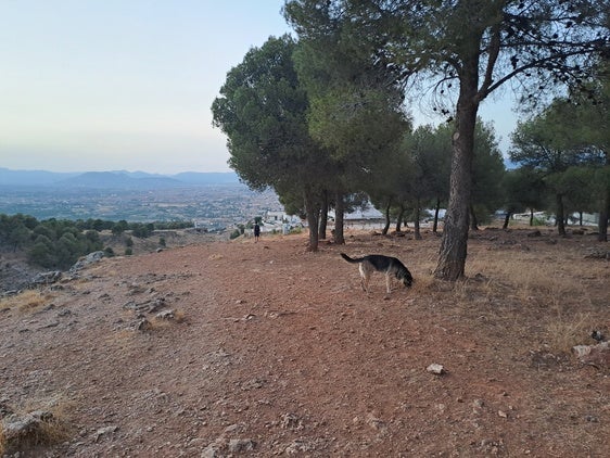 Un perro suelto, con su dueño lejos, en el Parque Natural de Sierra Nevada