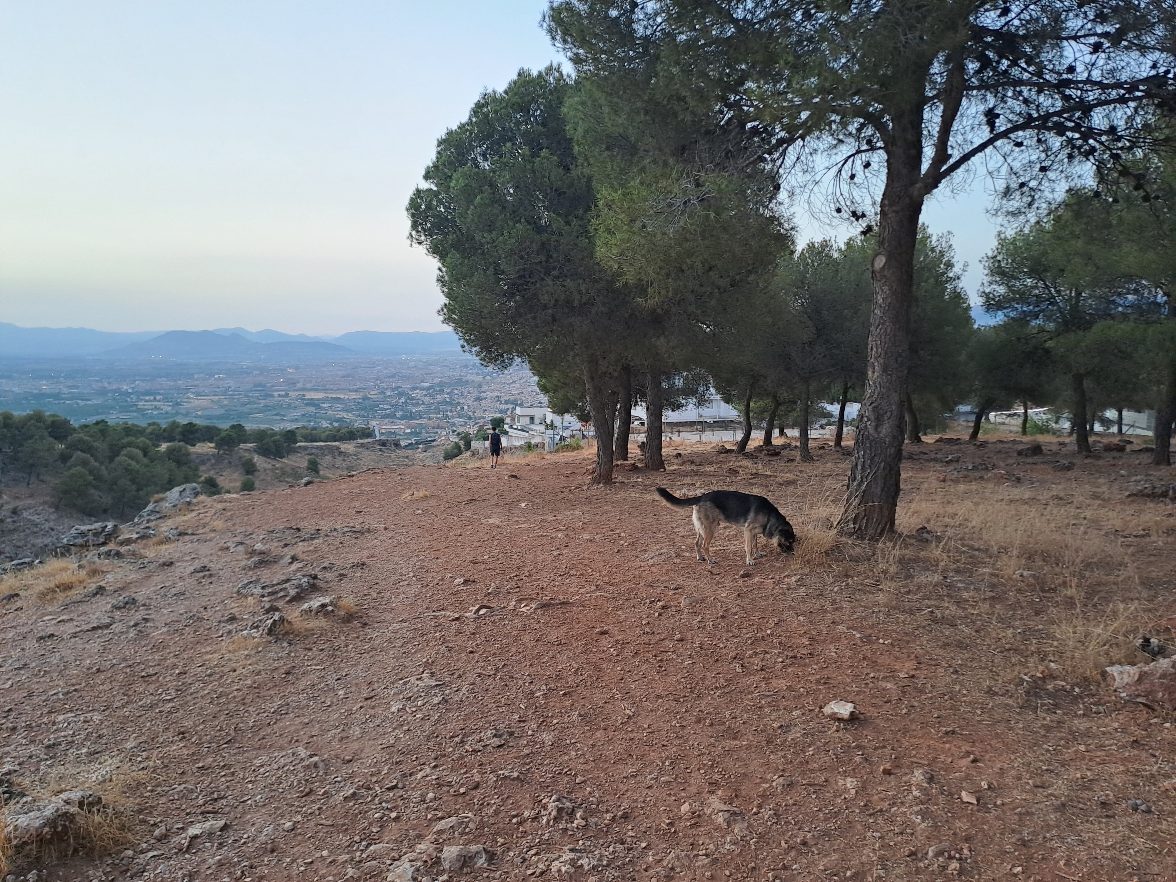 Un perro suelto, con su dueño lejos, en el Parque Natural de Sierra Nevada