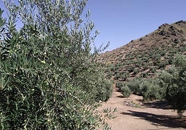 Imagen de un olivar en Cambil tomada el 23 de agosto de 2024.