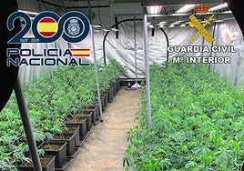 Cultivo de marihuana indoor en Maracena.