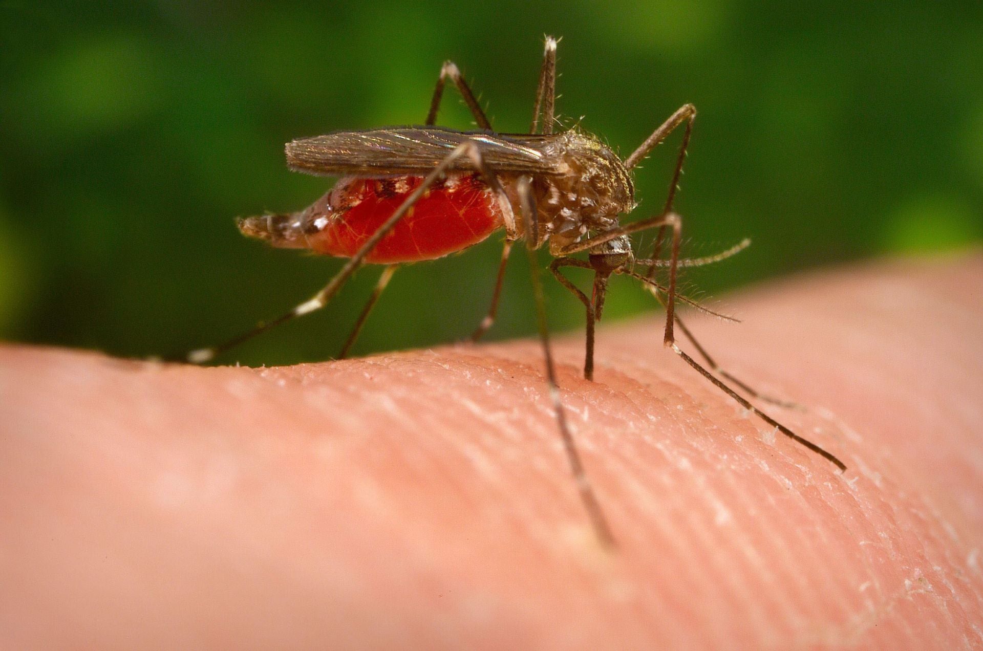 Ejemplar de mosquito transmidor del virus del Nilo.