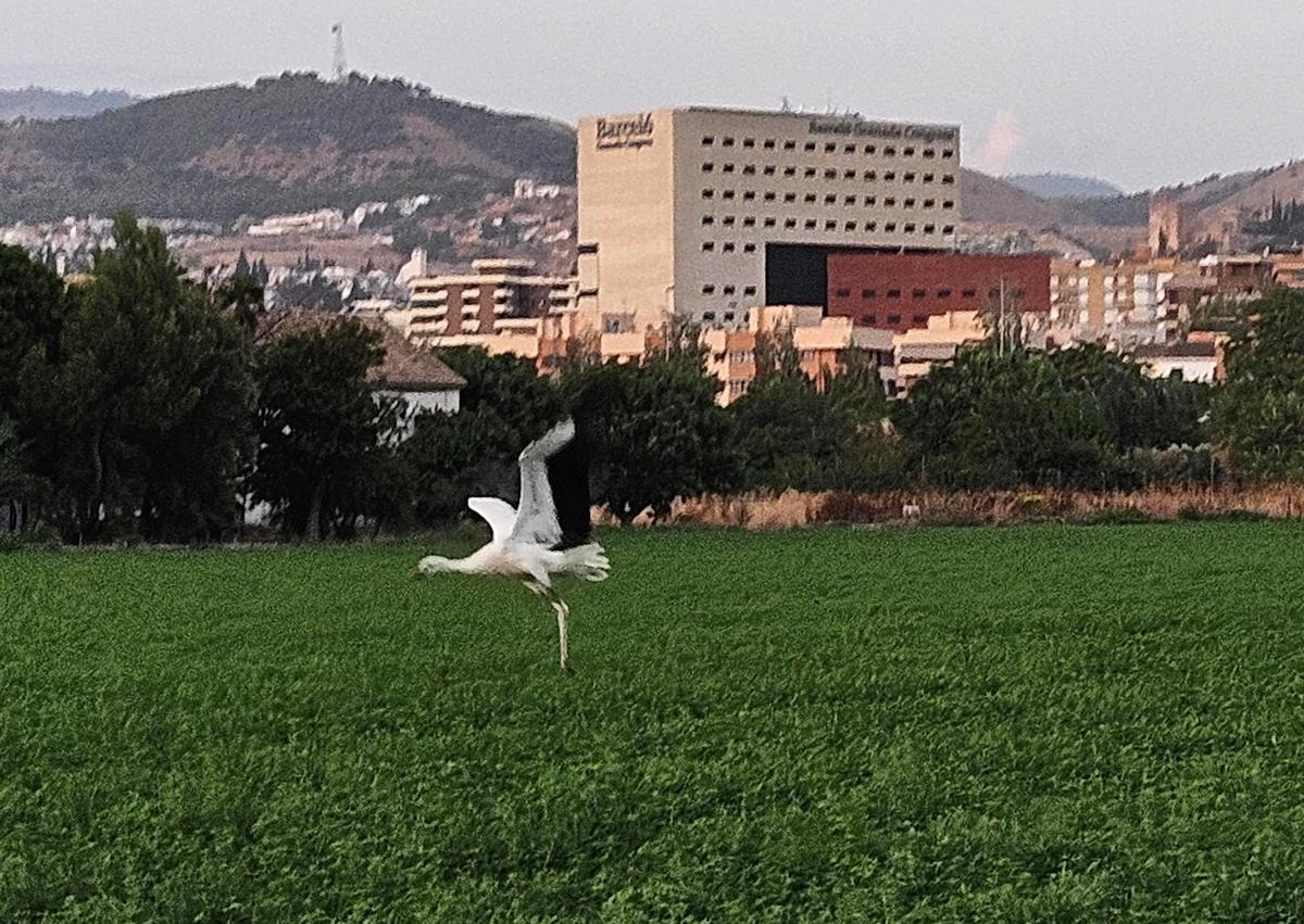 Imagen secundaria 1 - Las cigüeñas blancas que anuncian prosperidad llegan a Granada