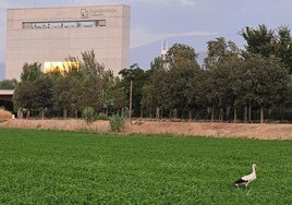 Cigüeñas en los alrededores de Granada.