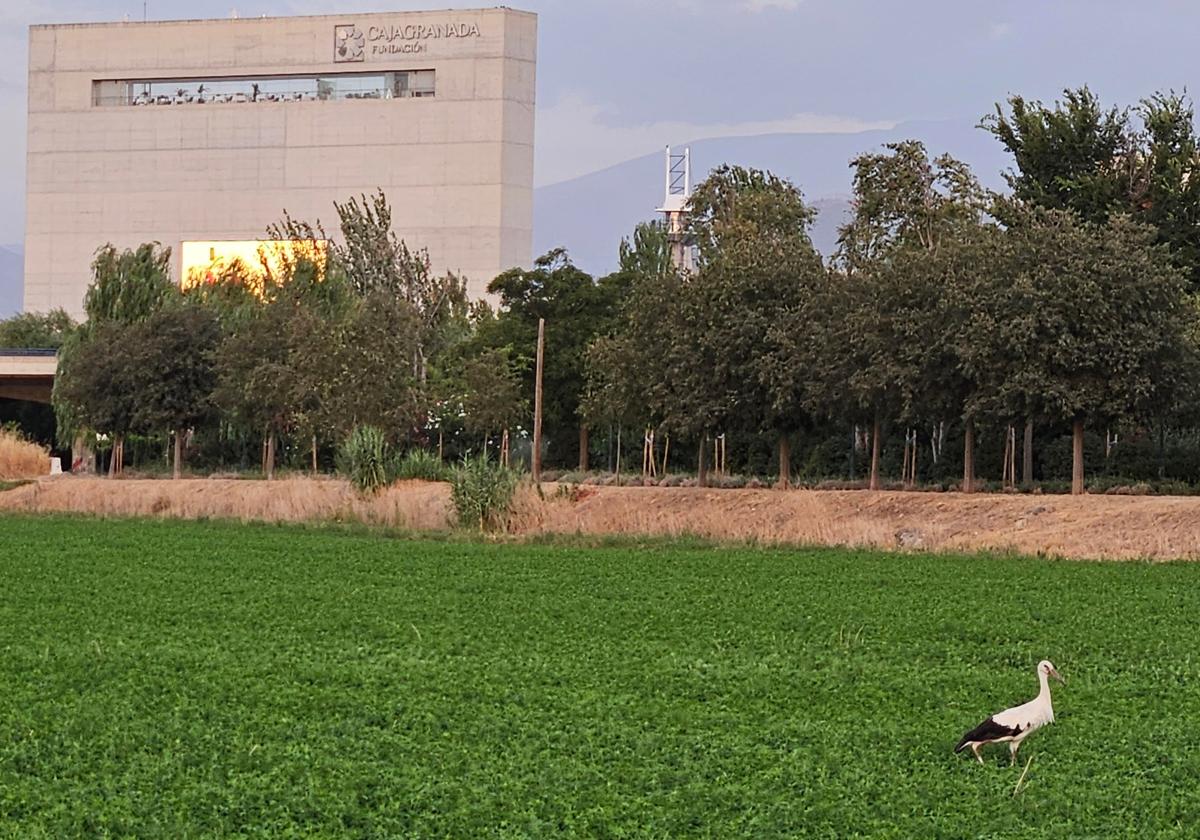 Cigüeñas en los alrededores de Granada.