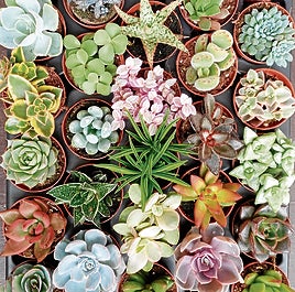 Cactus y suculentas, las plantas idóneas para el verano