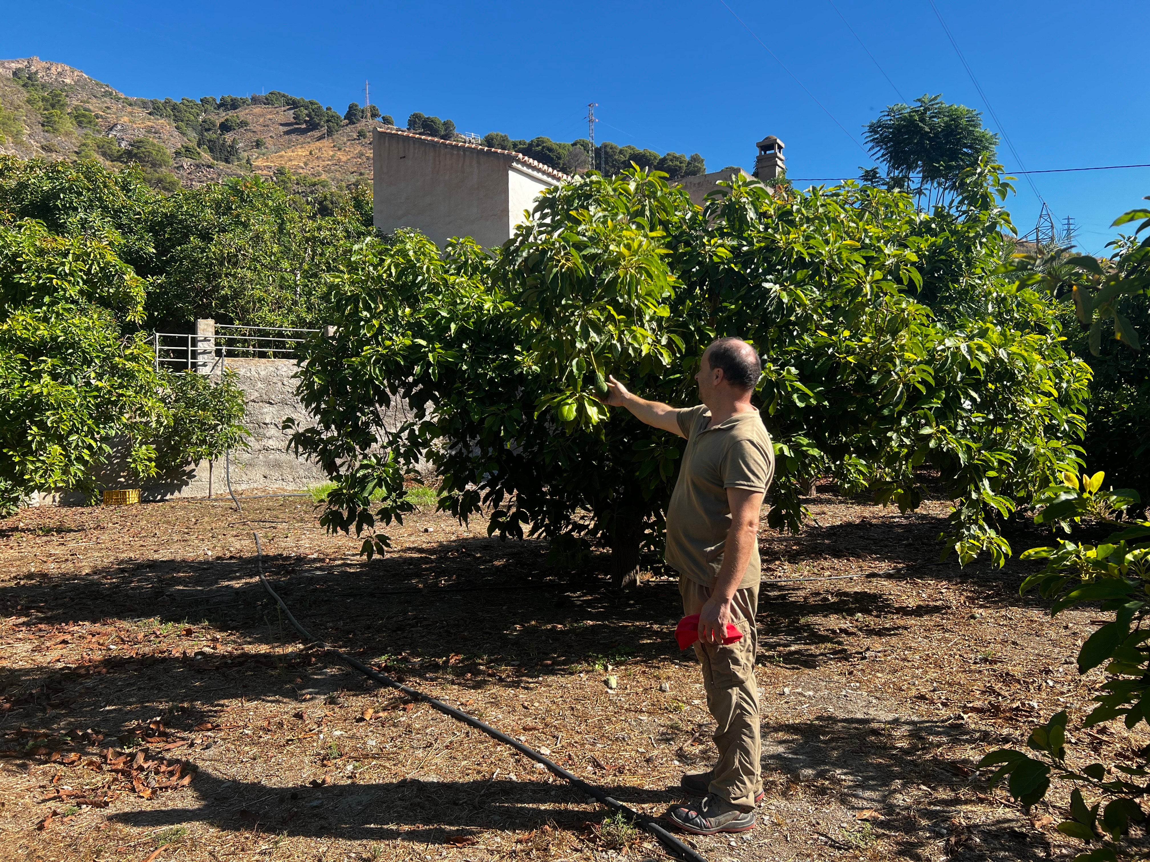 Vecino afectado en su finca junto a un aguacate.