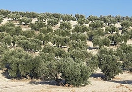 Olivar en la campiña.