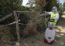 Fumigación en Puebla del Río (Sevilla) contra el mosquito que provoca el virus del Nilo.