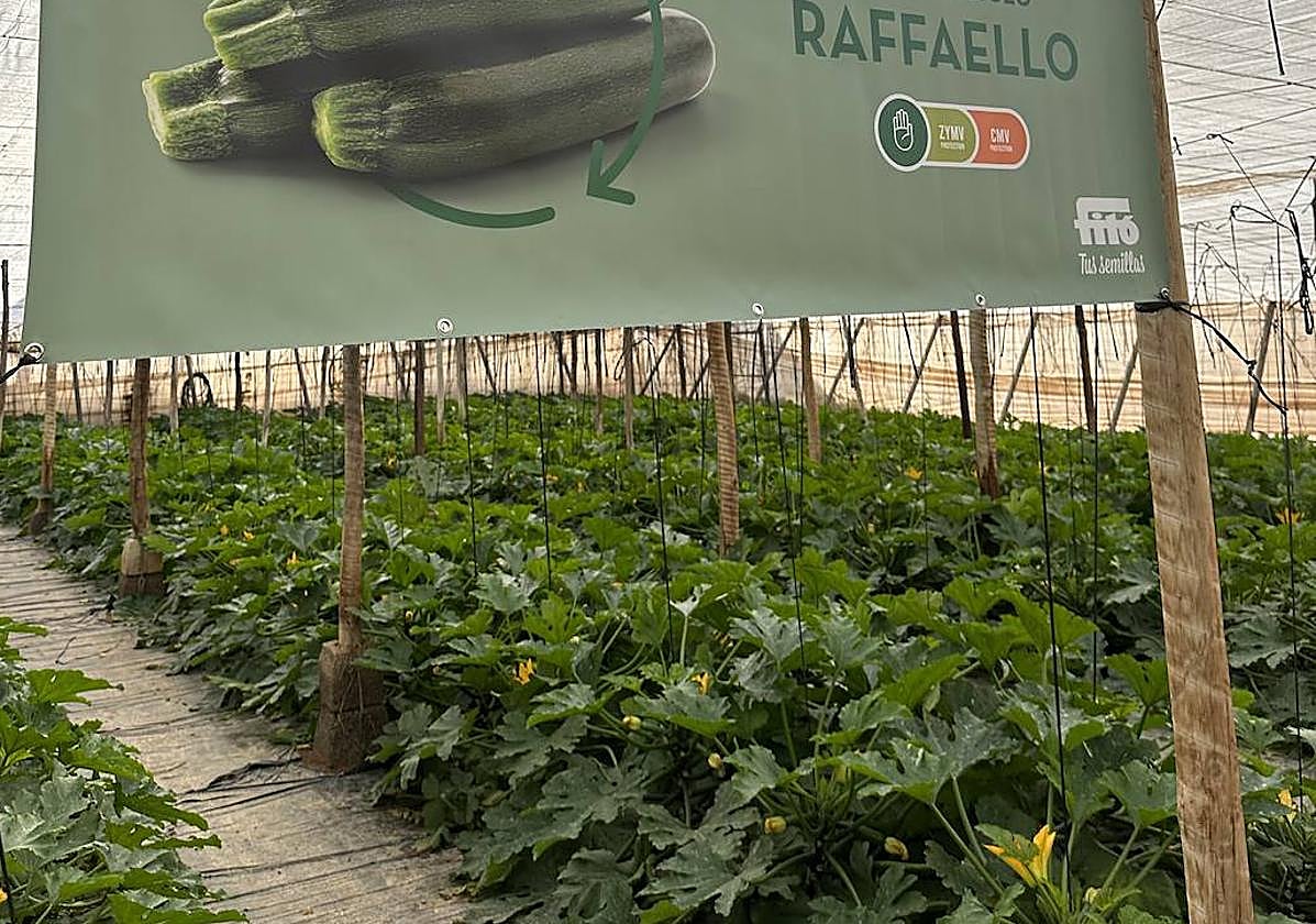 Raffaelllo y Salzillo, la apuesta de Semillas Fitó en calabacín de otoño-invierno
