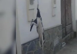 Gato asesinado en Aldeire.