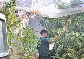 Otra plantación de marihuana incautada en Zújar la pasada semana.