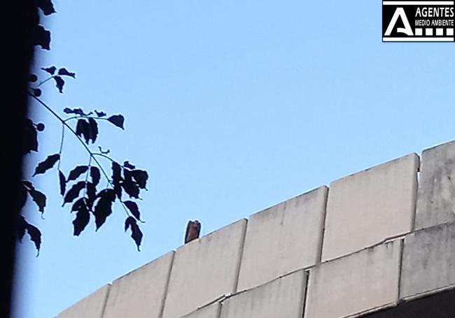 El buitre, observando Granada desde el estadio