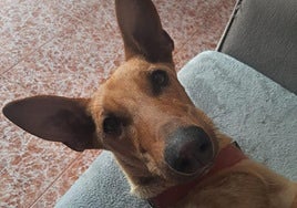 Pepito, el perro perdido en la provincia de Granada por el que ofrecen una recompensa.