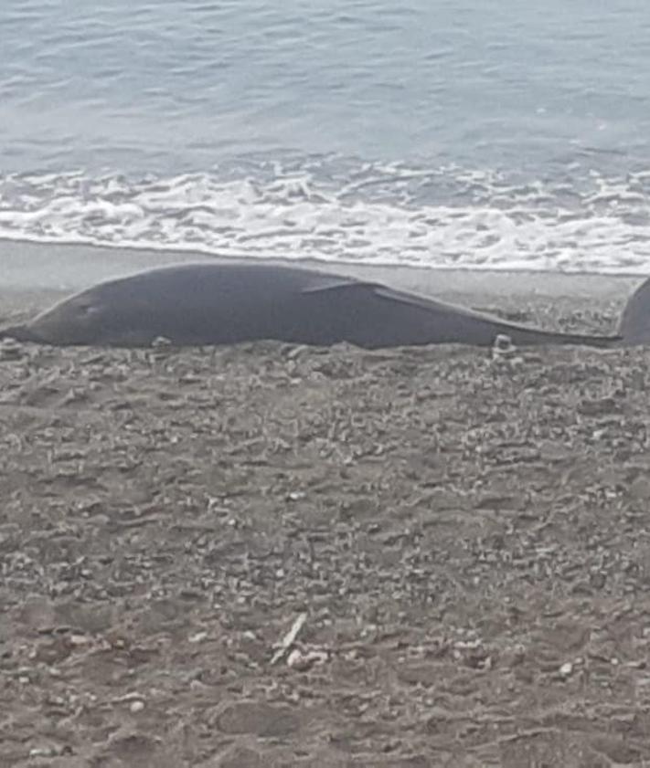 Imagen secundaria 2 - Delfín varado en la costa granadina.