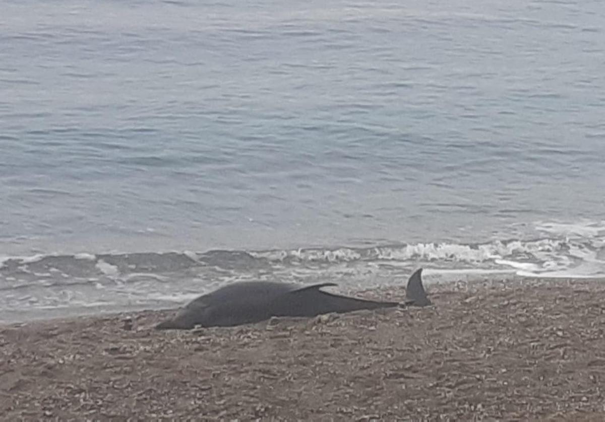 Imagen principal - Delfín varado en la costa granadina.