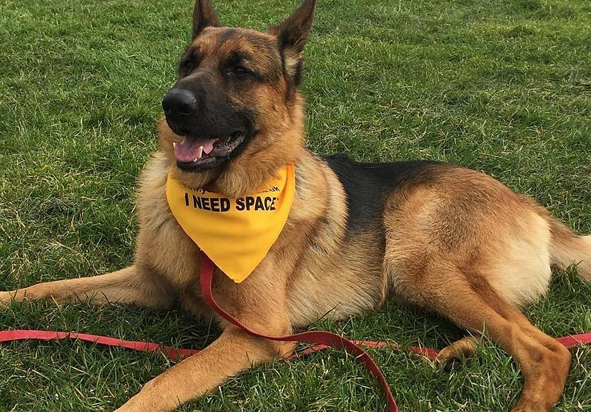 ¿Qué significa el pañuelo amarillo en los perros?