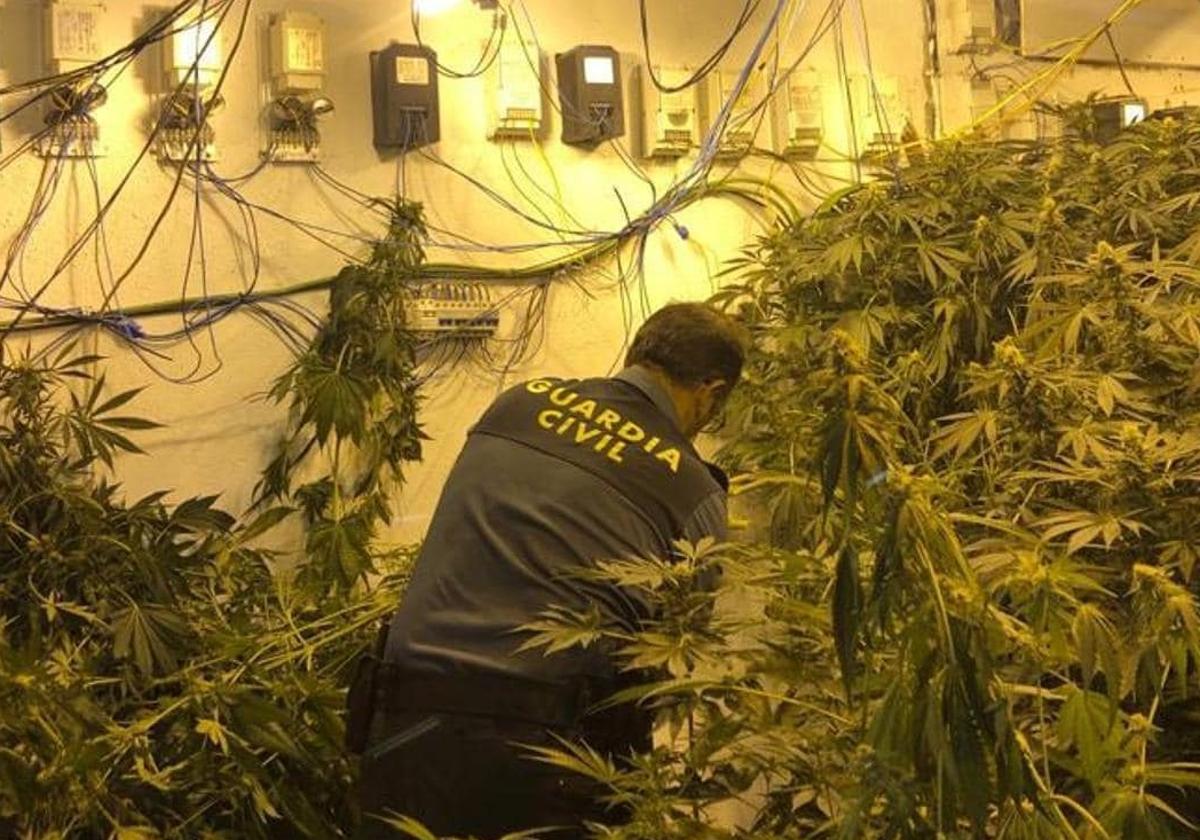 Incautación de una plantación de marihuana en imagen de archivo.