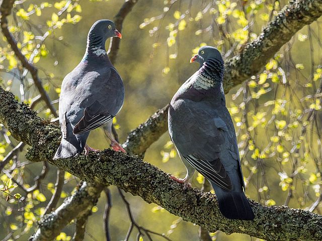 Dos palomas torcaces en un árbol.