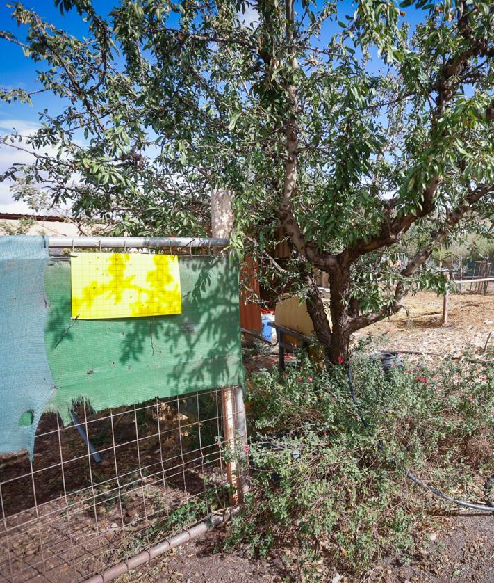 Imagen secundaria 2 - Nevado con su dueño y en la finca, donde se han colocado trampas para detectar los mosquitos y se ha fumigado.