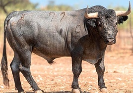 Uno de los toros que se van a torear este sábado