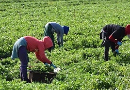Mujeres en tareas de recolección en una explotación agraria