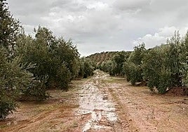 Imagen de archivo de un olivar tras una intensa lluvia.
