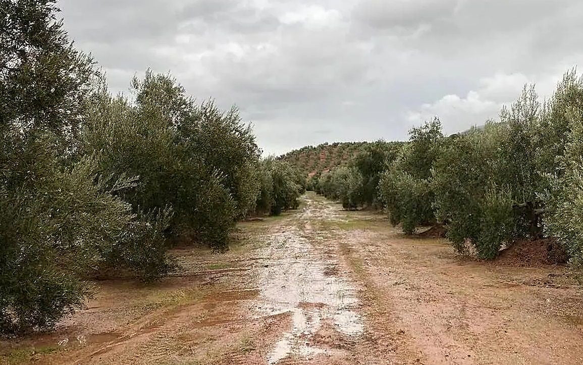 Imagen de archivo de un olivar tras una intensa lluvia.