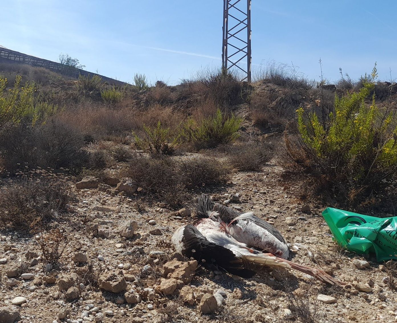 Una cigüeña blanca muerta a los pies de un poste de electricidad en el entorno de Matagorda.