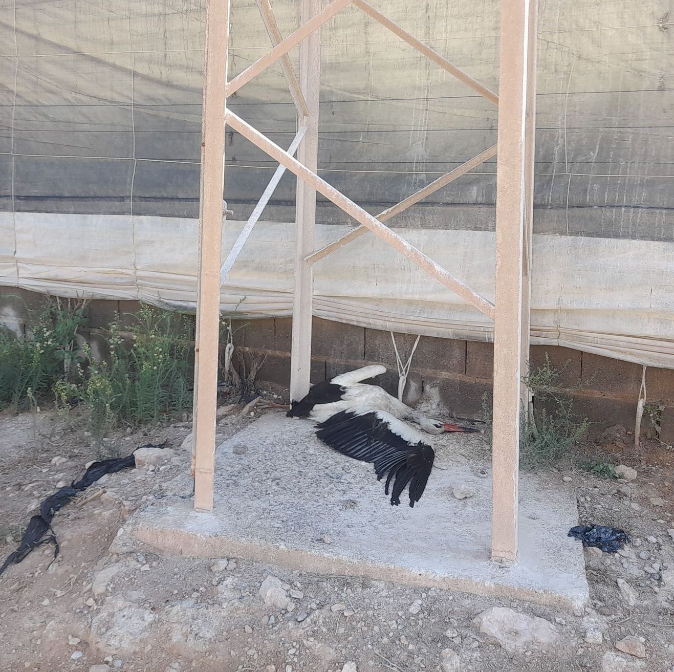 Imagen secundaria 1 - Alertan de la muerte por electrocución de decenas de cigüeñas en El Ejido