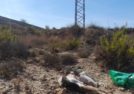 Una cigüeña blanca muerta a los pies de un poste de electricidad en el entorno de Matagorda.