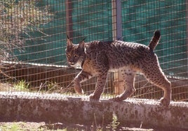 Lince, en el Centro de Cría de La Olivilla, en Santa Elena.