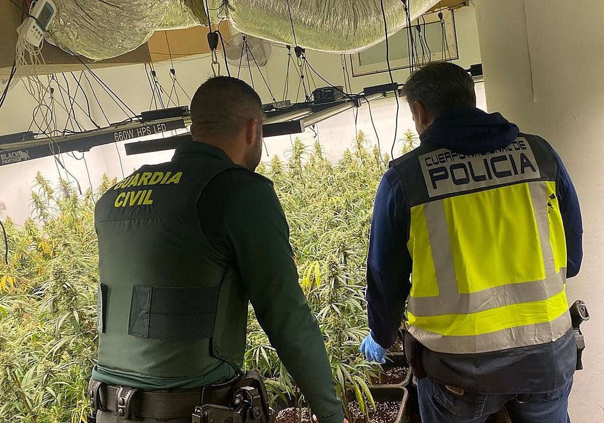 Operación conjunta de Guardia Civil y Policía contra la marihuana en Ogíjares