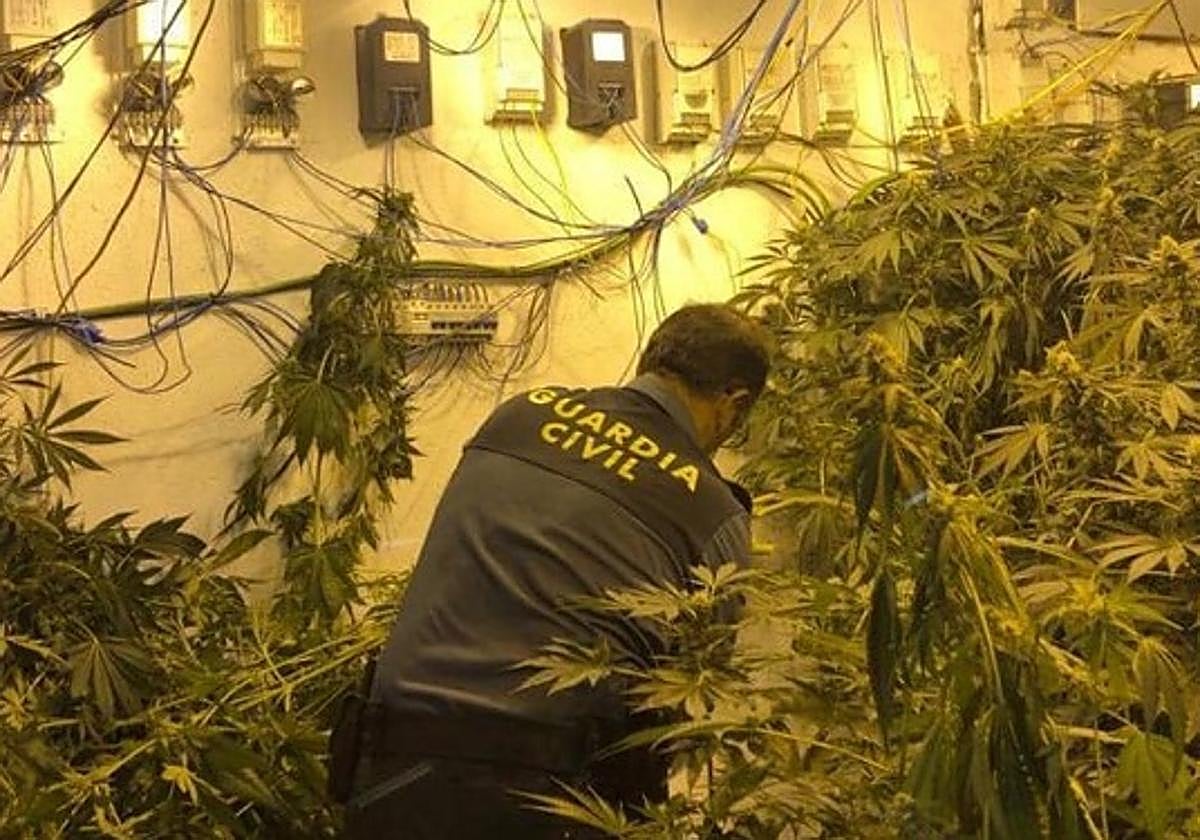 Incautación de marihuana en una imagen de archivo.