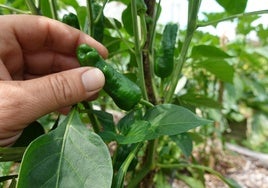 Una planta de pimientos tipo Padrón.