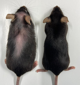 Dos ratones de laboratorio, uno obeso y otro normal.