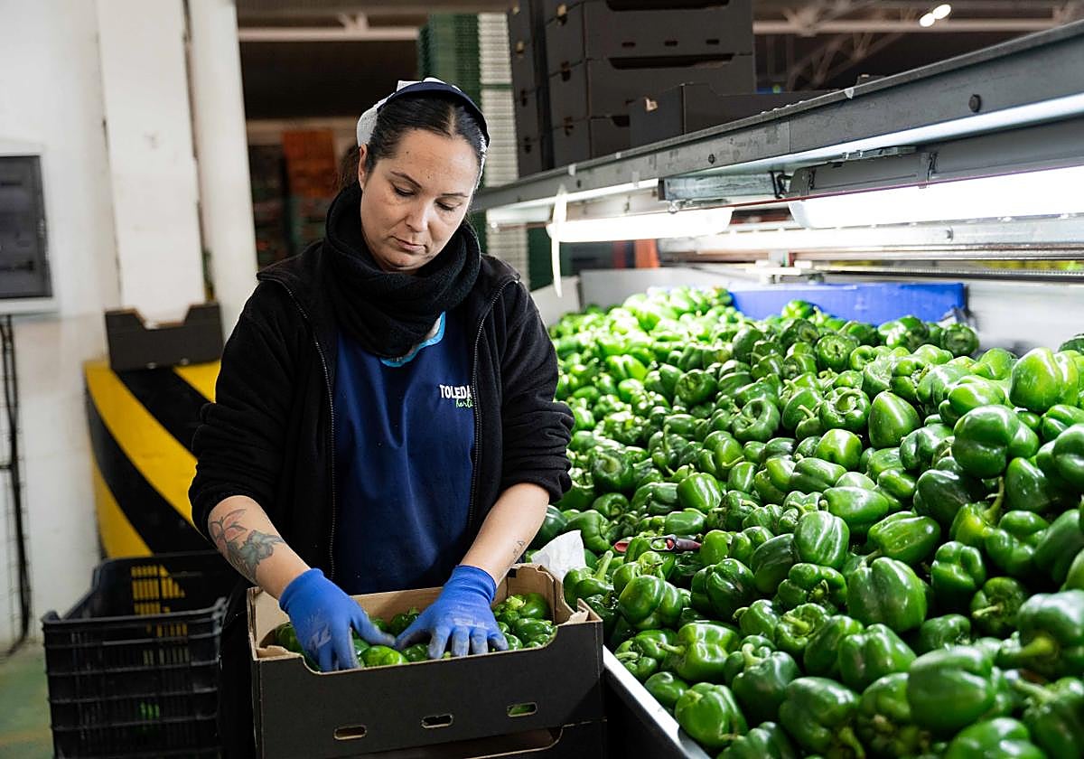 Toledano Hortícola exporta en tan solo cinco años el 95% de su producción a los mercados europeos